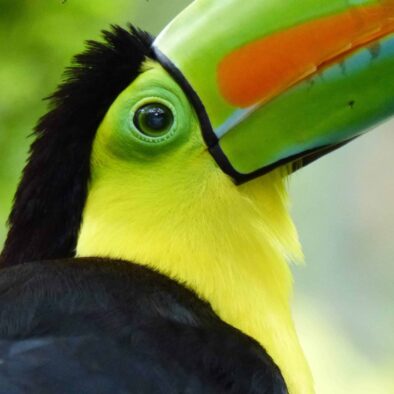 Birding packages