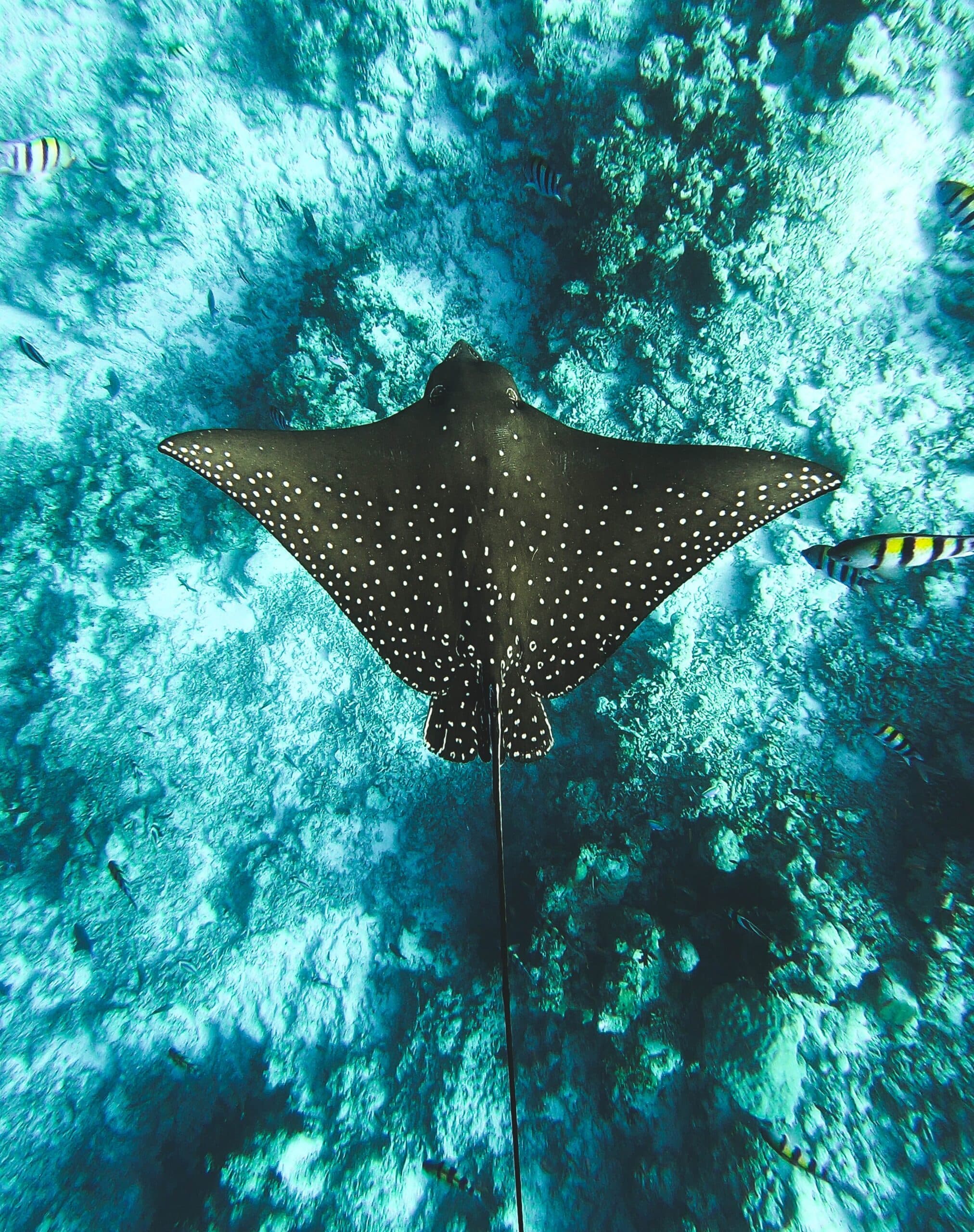 snorkeling in belize